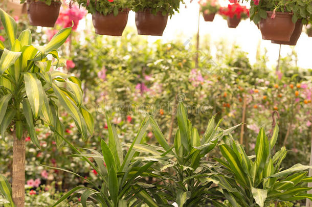 温室盆栽中不同种类的花和草药