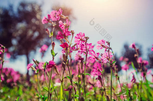 阳光下粉红色花朵的田野。自然模糊的背景。 所以