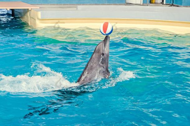 海豚在游泳池里用彩色沙滩球表演