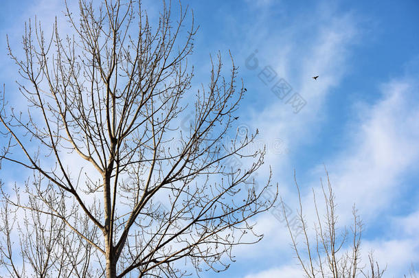 飞鸟和白色的树枝，阳光和蓝天
