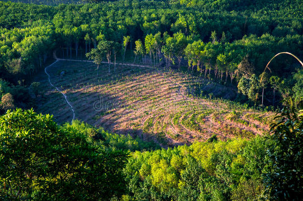 在山上的耕地面积，泰国的对生橡胶树的耕地面积