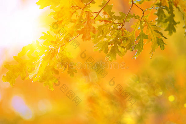 秋天，秋天，树叶背景。 有叶子的树枝