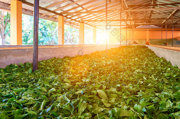 茶叶在茶叶厂的干燥过程