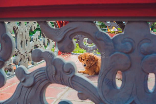 佛教寺庙门口的狗