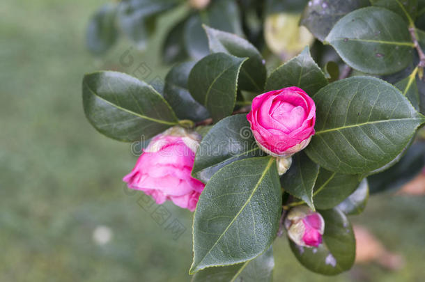 粉红色山茶花