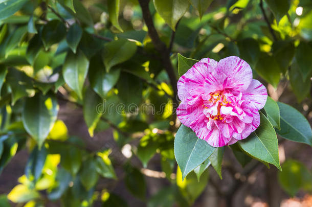 粉红色山茶花