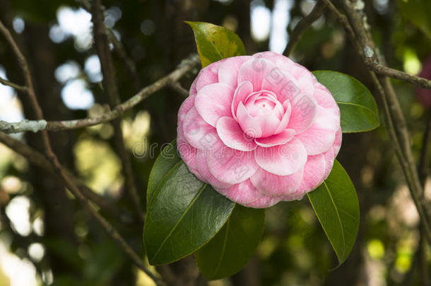 粉红色山<strong>茶花</strong>