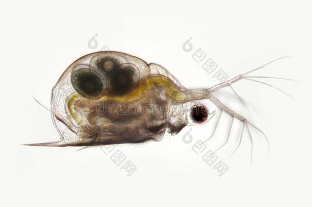 水生的生物指示剂生物学身体特写镜头