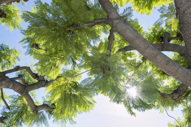 美丽的树仰望风景