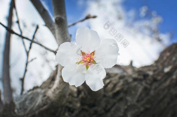 杏仁巴利阿里美女开花盛开