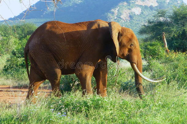 肯尼亚美丽的动物-大五象