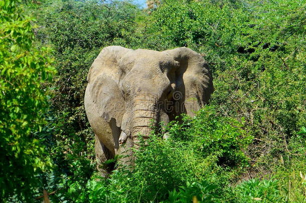 肯尼亚美丽的动物-大五象