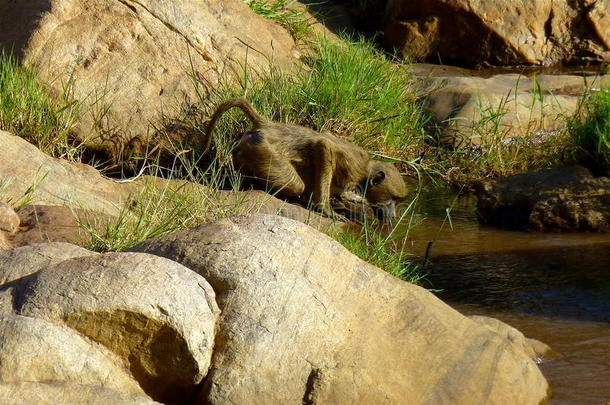 肯尼亚美丽的动物-猴子