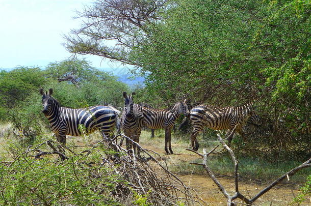 肯尼亚美丽的动物-斑马家族