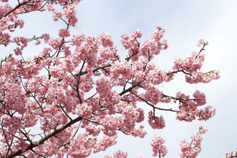 早春的樱花图片