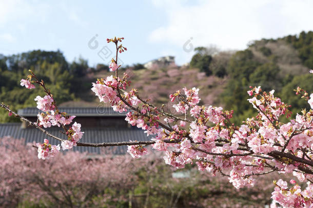 早春的樱花