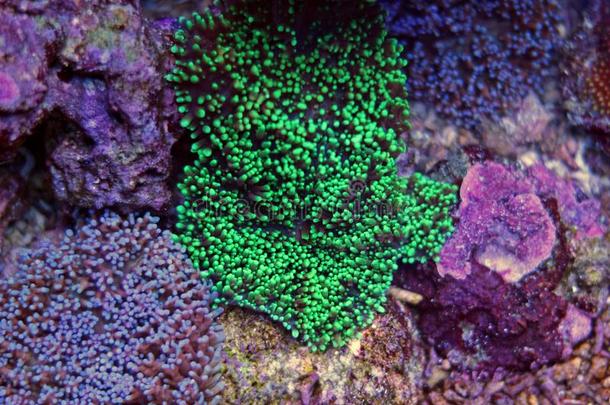 珊瑚礁<strong>鱼缸里</strong>五颜六色的珊瑚
