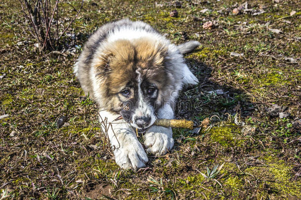 毛茸茸的高加索牧羊犬躺在地上啃着棍子