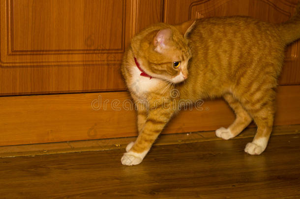 地板上可爱的国产红猫