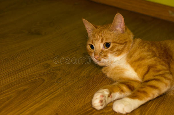 地板上可爱的国产红猫
