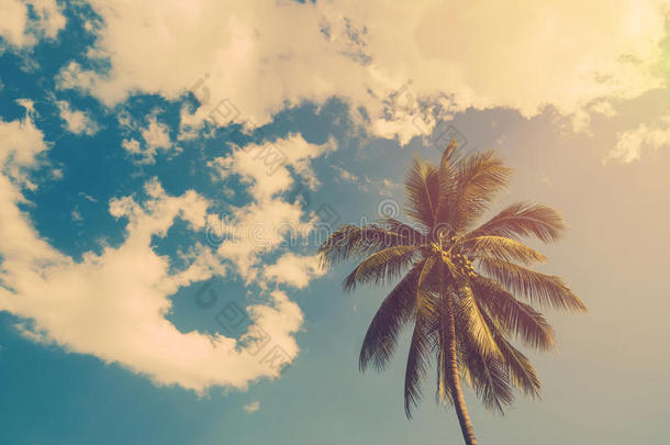 椰子棕榈树和灿烂的阳光，具有复古的效果