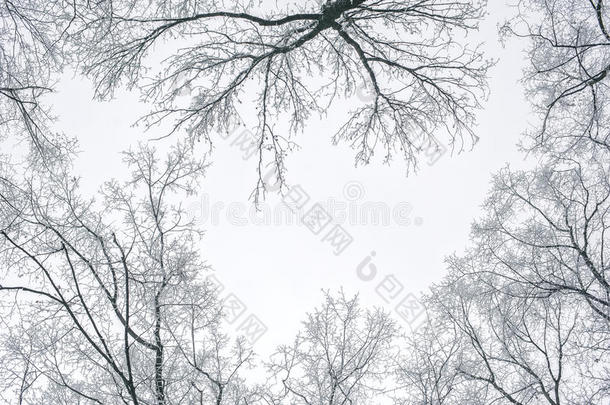 抽象冻结的树枝。 冬天的背景