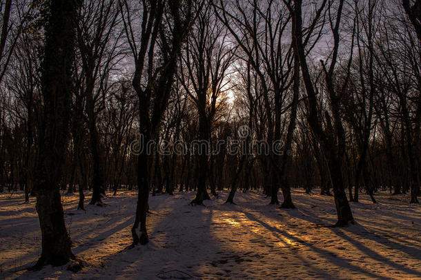 美丽的风景在日落的树林之间，树木在冬季紧张，阳光明媚的方式在冬季雪林。 艾泽巴