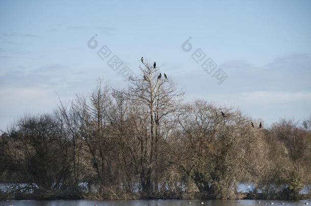 一群鸟栖息在冬季的树上