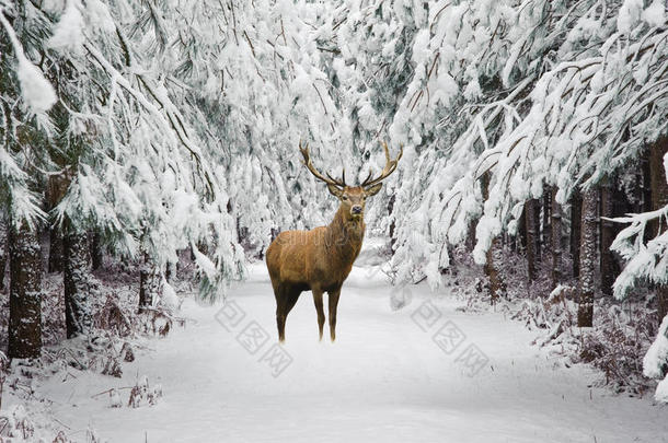 美丽的红鹿鹿在雪中覆盖了节日季节的冬季森林景观