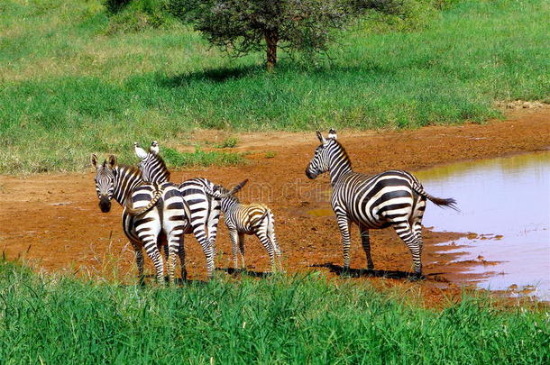 肯尼亚美丽的动物-斑马