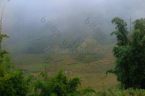 雾覆盖了越南北部萨帕的稻田