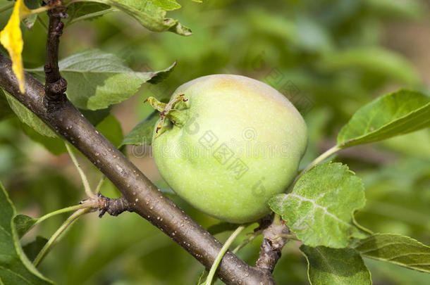 苹<strong>果树</strong>和苹果的绿叶