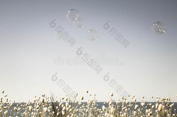 泡泡漂浮在空荡荡的夏天的天空中，底部边缘有一条开花的兔子尾巴草