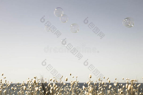 泡泡漂浮在空荡荡的夏天的天空中，底部边缘有一条开花的兔子尾巴草