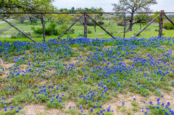 著名的<strong>德克萨斯州</strong>蓝本羽扇豆。
