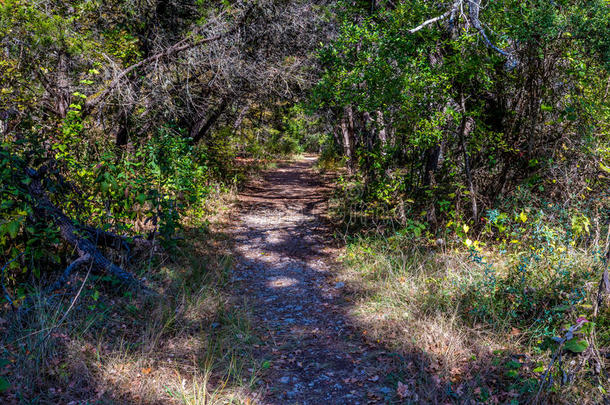 德克萨斯州<strong>失落</strong>的枫树州立公园的落叶。