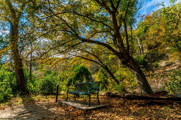 德克萨斯州失落的枫树州立公园的落叶。