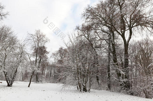 雪地里的树