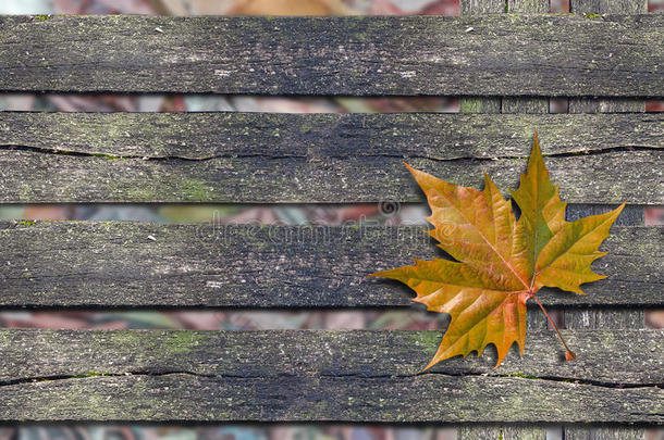 秋天的橙色叶子在木凳上，有复制空间