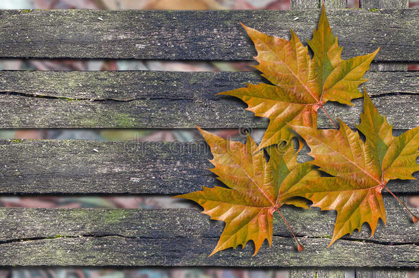 秋天的橙色叶子在木凳上，有复制空间
