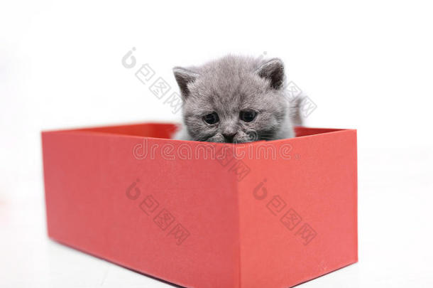 小猫在一个红色的纸板箱里