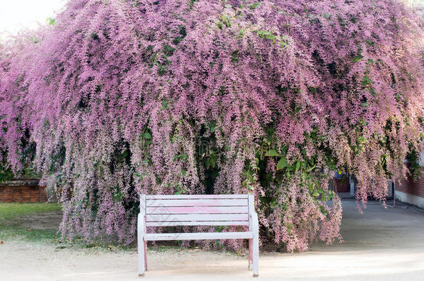 一张有着美丽<strong>紫色花</strong>朵背景的长凳