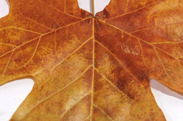 棕色叶子作为秋天的象征，作为季节主题的概念