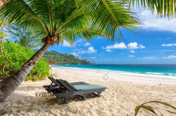 热带海滩棕榈树下的海滩椅子。