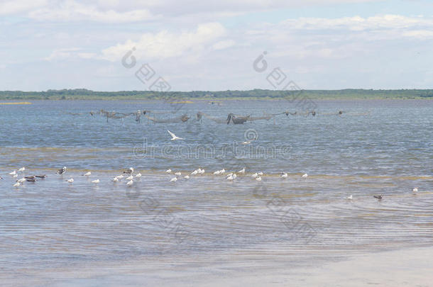黑撇子，海鸥和棕色的海鸥在拉戈杜皮克斯