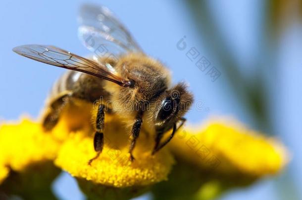 拉丁蜜蜂中的蜜蜂或蜜蜂