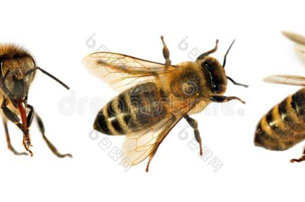 蜜蜂或蜜蜂群，蜜蜂