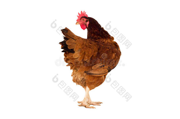 全身棕鸡，母鸡站立孤立的白色背景，用于农场动物和牲畜主题