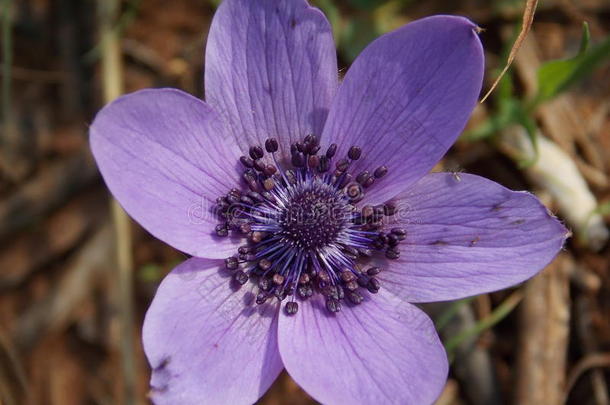 春天一朵孤立的<strong>紫色花</strong>
