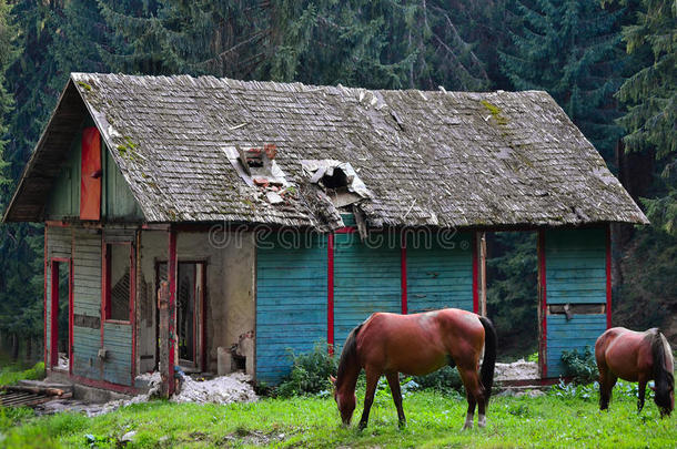 一座古老的山避难所，位于一个<strong>荒</strong>芜的山区，前面有两匹马，在一片绿色的<strong>草地</strong>上，背景是一棵松树
